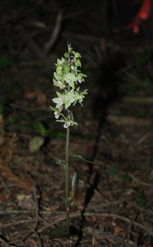 Epipactis purpurata